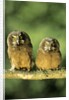 Boreal Owlets (Aegolius Funereus), Northern Alberta, Canada by Anonymous