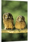 Boreal Owlets (Aegolius Funereus), Northern Alberta, Canada by Anonymous