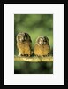 Boreal Owlets (Aegolius Funereus), Northern Alberta, Canada by Anonymous