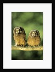 Boreal Owlets (Aegolius Funereus), Northern Alberta, Canada by Anonymous