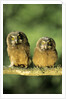 Boreal Owlets (Aegolius Funereus), Northern Alberta, Canada by Anonymous