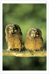 Boreal Owlets (Aegolius Funereus), Northern Alberta, Canada by Anonymous