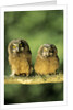 Boreal Owlets (Aegolius Funereus), Northern Alberta, Canada by Anonymous