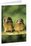 Boreal Owlets (Aegolius Funereus), Northern Alberta, Canada by Anonymous