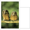Boreal Owlets (Aegolius Funereus), Northern Alberta, Canada by Anonymous
