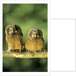 Boreal Owlets (Aegolius Funereus), Northern Alberta, Canada by Anonymous