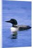 Adult Common Loon (Gavia Immer), Northern Saskatchewan, Canada by Anonymous