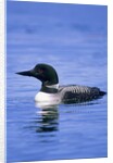Adult Common Loon (Gavia Immer), Northern Saskatchewan, Canada by Anonymous