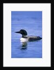 Adult Common Loon (Gavia Immer), Northern Saskatchewan, Canada by Anonymous