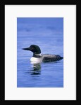 Adult Common Loon (Gavia Immer), Northern Saskatchewan, Canada by Anonymous