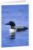 Adult Common Loon (Gavia Immer), Northern Saskatchewan, Canada by Anonymous
