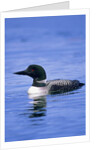 Adult Common Loon (Gavia Immer), Northern Saskatchewan, Canada by Anonymous
