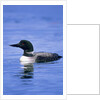 Adult Common Loon (Gavia Immer), Northern Saskatchewan, Canada by Anonymous
