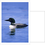 Adult Common Loon (Gavia Immer), Northern Saskatchewan, Canada by Anonymous