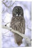 Adult Great Gray Owl (Strix Nebulosa) Hunting in a Winter Roadside, Northern Alberta, Canada. by Anonymous