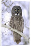 Adult Great Gray Owl (Strix Nebulosa) Hunting in a Winter Roadside, Northern Alberta, Canada. by Anonymous