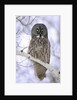 Adult Great Gray Owl (Strix Nebulosa) Hunting in a Winter Roadside, Northern Alberta, Canada. by Anonymous