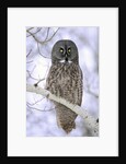 Adult Great Gray Owl (Strix Nebulosa) Hunting in a Winter Roadside, Northern Alberta, Canada. by Anonymous