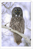 Adult Great Gray Owl (Strix Nebulosa) Hunting in a Winter Roadside, Northern Alberta, Canada. by Anonymous