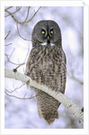 Adult Great Gray Owl (Strix Nebulosa) Hunting in a Winter Roadside, Northern Alberta, Canada. by Anonymous