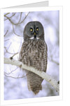 Adult Great Gray Owl (Strix Nebulosa) Hunting in a Winter Roadside, Northern Alberta, Canada. by Anonymous