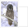 Adult Great Gray Owl (Strix Nebulosa) Hunting in a Winter Roadside, Northern Alberta, Canada. by Anonymous