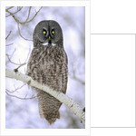 Adult Great Gray Owl (Strix Nebulosa) Hunting in a Winter Roadside, Northern Alberta, Canada. by Anonymous