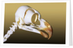 Skull of an Adult Great Horned Owl (Bubo Virginianus), Alberta, Canada by Anonymous