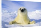 Newborn Harp Seal (Phoca Groenlandica) Pup (yellowcoat), Gulf of the St. Lawrence River, Canada. Natal Coat Stained Yellow by Amniotic Fluid.