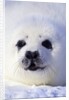 Week-old Harp Seal (Phoca Groenlandica) Pup (whitecoat), Gulf of the St. Lawrence River, Canada. by Anonymous