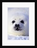 Week-old Harp Seal (Phoca Groenlandica) Pup (whitecoat), Gulf of the St. Lawrence River, Canada. by Anonymous