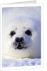 Week-old Harp Seal (Phoca Groenlandica) Pup (whitecoat), Gulf of the St. Lawrence River, Canada. by Anonymous