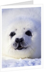 Week-old Harp Seal (Phoca Groenlandica) Pup (whitecoat), Gulf of the St. Lawrence River, Canada. by Anonymous