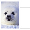 Week-old Harp Seal (Phoca Groenlandica) Pup (whitecoat), Gulf of the St. Lawrence River, Canada. by Anonymous