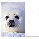 Week-old Harp Seal (Phoca Groenlandica) Pup (whitecoat), Gulf of the St. Lawrence River, Canada. by Anonymous