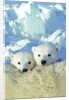 Three-month Old Twin Polar Bear Cubs (Ursus Maritimus) Resting on Their Mother's Back, Coastal Hudson Bay, Canada. by Anonymous