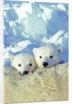 Three-month Old Twin Polar Bear Cubs (Ursus Maritimus) Resting on Their Mother's Back, Coastal Hudson Bay, Canada. by Anonymous