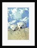 Three-month Old Twin Polar Bear Cubs (Ursus Maritimus) Resting on Their Mother's Back, Coastal Hudson Bay, Canada. by Anonymous
