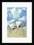 Three-month Old Twin Polar Bear Cubs (Ursus Maritimus) Resting on Their Mother's Back, Coastal Hudson Bay, Canada. by Anonymous