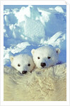 Three-month Old Twin Polar Bear Cubs (Ursus Maritimus) Resting on Their Mother's Back, Coastal Hudson Bay, Canada. by Anonymous