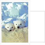 Three-month Old Twin Polar Bear Cubs (Ursus Maritimus) Resting on Their Mother's Back, Coastal Hudson Bay, Canada. by Anonymous