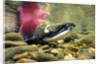 Sockeye Salmon, Adams River, Shuswap, British Columbia, Canada by Anonymous