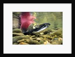 Sockeye Salmon, Adams River, Shuswap, British Columbia, Canada by Anonymous