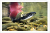 Sockeye Salmon, Adams River, Shuswap, British Columbia, Canada by Anonymous