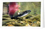 Sockeye Salmon, Adams River, Shuswap, British Columbia, Canada by Anonymous