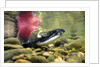 Sockeye Salmon, Adams River, Shuswap, British Columbia, Canada by Anonymous