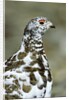 Adult Male White-tiled Ptarmigan (Lagopus Leucurus) in Late Spring Plumage, Northern Rocky Mountains, Alberta by Anonymous