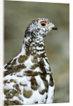 Adult Male White-tiled Ptarmigan (Lagopus Leucurus) in Late Spring Plumage, Northern Rocky Mountains, Alberta by Anonymous
