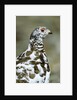 Adult Male White-tiled Ptarmigan (Lagopus Leucurus) in Late Spring Plumage, Northern Rocky Mountains, Alberta by Anonymous