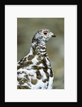 Adult Male White-tiled Ptarmigan (Lagopus Leucurus) in Late Spring Plumage, Northern Rocky Mountains, Alberta by Anonymous